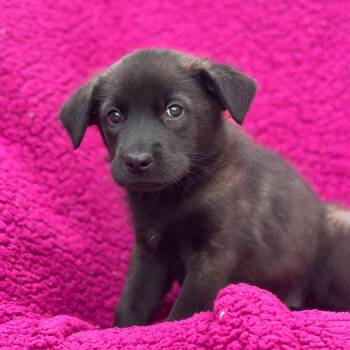 Labrador Retriever Dogs Available for Adoption in San Diego, California - Windy Pup - Whirlwind | PetCurious