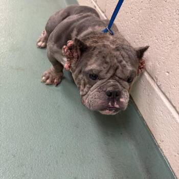Moet -  Mixed Breed Dog for Adoption in Memphis, Tennessee - Moet | PetCurious