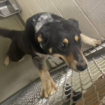 Shepherd Dogs Available for Adoption in Harrisonburg, Virginia - 70681 | PetCurious