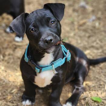 Oscar -  Labrador Retriever and Mixed Breed Dog for Adoption in Valparaiso, Indiana - Oscar | PetCurious