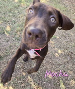Rescue Hound Dogs for Adoption in Jackson, Mississippi - Mocha | PetCurious