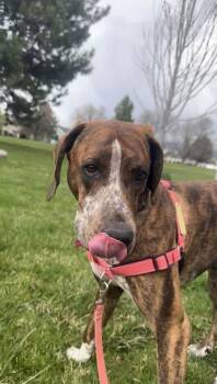 Labrador Retriever Dogs Available for Adoption in Hamilton, Montana - Tip | PetCurious