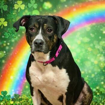 American Staffordshire Terrier Dogs Available for Adoption - Joy  | PetCurious