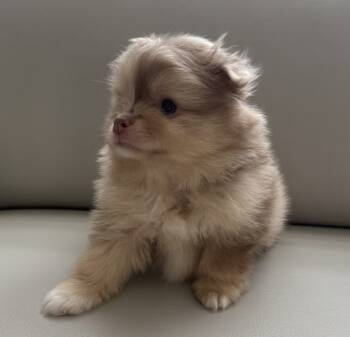 Princess -  Pomeranian Dog for Sale in Tampa, Florida - Princess | PetCurious