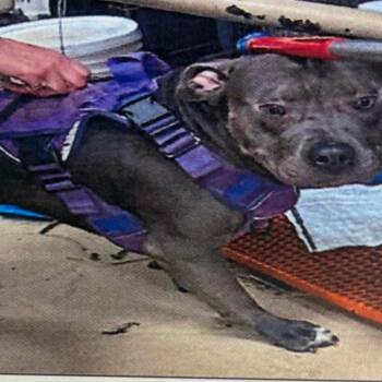 Mixed Breed Dogs Available for Adoption in Winston-salem, North Carolina - Mighty Mouse | PetCurious