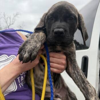 Raphael -  Mastiff Dog for Adoption in Northbrook, Illinois - Raphael | PetCurious