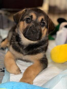 Hex -  Shepherd and Pointer Dog for Adoption in Phoenix, Arizona - Hex | PetCurious