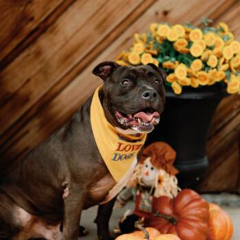 Rescue American Staffordshire Terrier Dogs for Adoption in Houston, Texas - Stedman | PetCurious