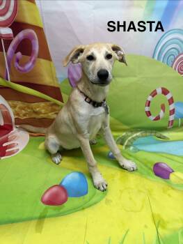 Akbash Dogs Available for Adoption in Urbana, Ohio - Shasta | PetCurious