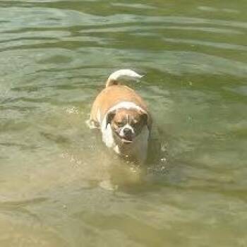 Val -  Pug and Beagle Dog for Adoption in Smithville, Tennessee - Val | PetCurious