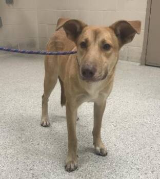 A432746 -  Labrador Retriever Dog for Adoption in Conroe, Texas - A432746 | PetCurious