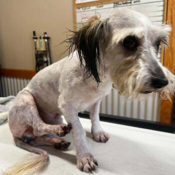 kit -  Maltese and Mixed Breed Dog for Adoption in Stilwell, Oklahoma - Kit | PetCurious