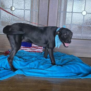 Waldo -  Blue Lacy and Black Labrador Retriever Dog for Adoption in Boerne, Texas - Waldo | PetCurious