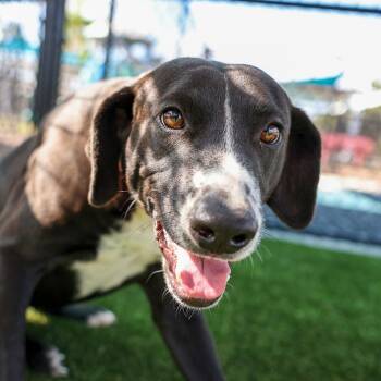 Rescue Mixed Breed Dogs for Adoption in Bradenton, Florida - Joe | PetCurious