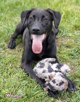 Labrador Retriever and Mixed Breed Dogs Available for Adoption in Mason, Michigan - Wonga | PetCurious