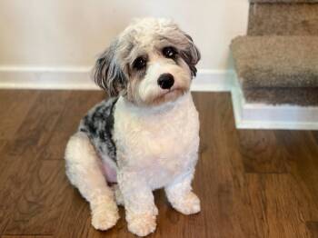 Australian Shepherd and Poodle Dogs Available for Adoption in Doylestown, Pennsylvania - Zion | PetCurious