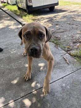 GHOST -  Cane Corso Dog for Adoption in Doral, Florida - GHOST | PetCurious
