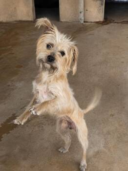 Terrier Dogs Available for Adoption in Uxbridge, Massachusetts - Bear | PetCurious