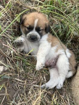 SHADOW -  Great Pyrenees Dog for Adoption in Granite Bay, California - SHADOW | PetCurious