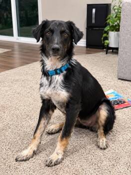 Jolly -  Border Collie Dog for Adoption in Colorado Springs, Colorado - Jolly | PetCurious