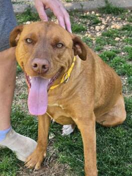 Vizsla Dogs Available for Adoption - Daisy | PetCurious