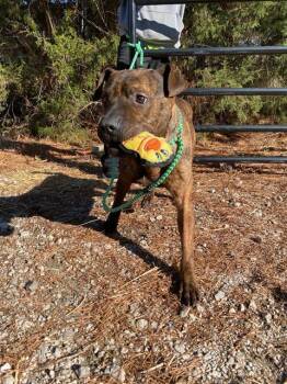 Rescue Boxer and American Staffordshire Terrier Dogs for Adoption in Chester, South Carolina - GENERAL | PetCurious