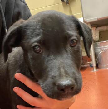 Harry -  Labrador Retriever Dog Available for Adoption in Douglasville, Georgia - Harry | PetCurious