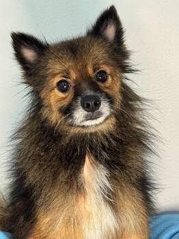 Fennec -  Pomeranian Dog for Adoption in Meherrin, Virginia - Fennec | PetCurious