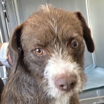 Shaggy -  Mixed Breed Dog for Adoption in Leander, Texas - Shaggy | PetCurious