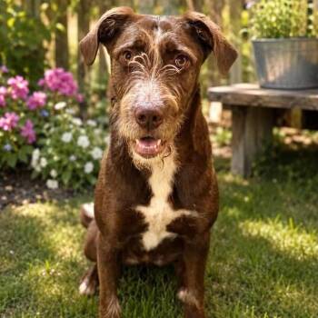 GRETA -  German Shorthaired Pointer and Goldendoodle Dog for Adoption in Louisville, Kentucky - GRETA | PetCurious