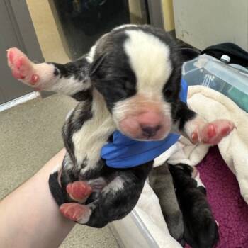 Rescue Husky and Mixed Breed Dogs for Adoption in Lynchburg, Virginia - Petrie | PetCurious