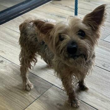 Yorkshire Terrier Dogs Available for Adoption in Newark, New Jersey - AHNJ-Stray-119863 | PetCurious