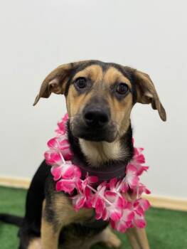 German Pinscher and German Shepherd Dog Dogs Available for Adoption - Simba | PetCurious