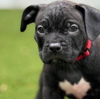 Rescue Mixed Breed Dogs for Adoption in Hillsboro, Missouri - Puppies! | PetCurious