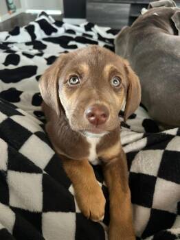 Labrador Retriever Dogs Available for Adoption - Maizie | PetCurious