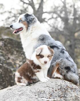 Rescue Australian Shepherd Dogs for Adoption in Richmond, Indiana - Max | PetCurious