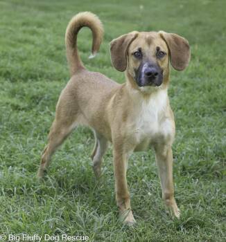 Rescue Beagle and Labrador Retriever Dogs for Adoption in Nashville, Tennessee - Munchie | PetCurious