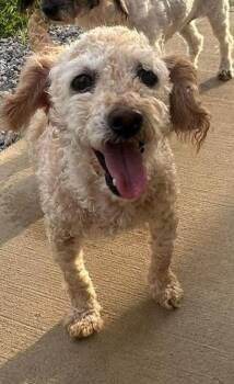 Poodle Dogs Available for Adoption in Sparta, Illinois - Carly | PetCurious