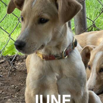 June -  Collie and Labrador Retriever Dog for Adoption in Evansville, Wisconsin - June | PetCurious
