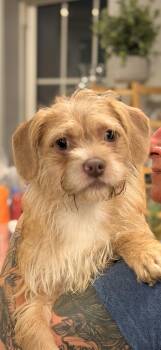 Sparkle -  Terrier Dog for Adoption in Carmel Hamlet, New York - Sparkle | PetCurious