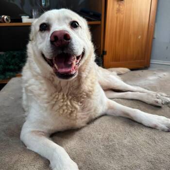 Jax -  Labrador Retriever Dog for Adoption in New Smyrna Beach, Florida - Jax | PetCurious