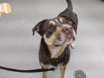 JONAH -  Labrador Retriever and Mixed Breed Dog for Adoption in Omaha, Nebraska - JONAH | PetCurious