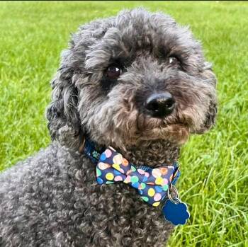 Walter -  Miniature Poodle Dog for Adoption in Normal, Illinois - Walter | PetCurious