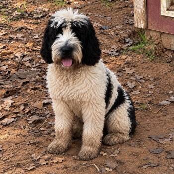 Frank -  Cockapoo and English Springer Spaniel Dog for Adoption in Pelham, New Hampshire - Frank | PetCurious