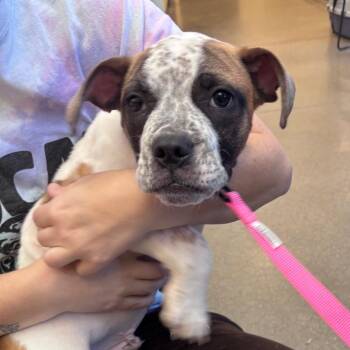 YORK-Stray-17030 -  English Bulldog Dog for Adoption in York, Pennsylvania - YORK-Stray-17030 | PetCurious