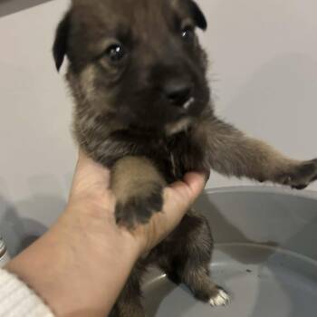 Rescue Rottweiler Dogs for Adoption in Niagara Falls, Ontario - Roux (20251022-05) | PetCurious