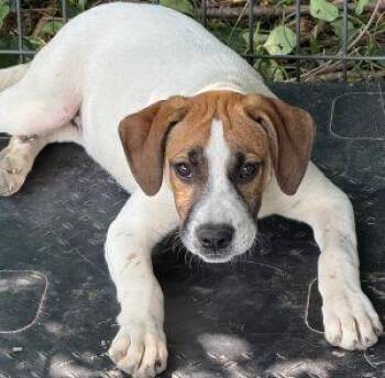 Rescue Pit Bull Terrier Dogs for Adoption in Newburg, Missouri - Poppy | PetCurious