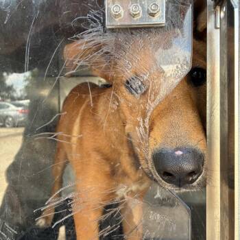 Dundee -  Mixed Breed Dog for Adoption in Philadelphia, Pennsylvania - Dundee | PetCurious