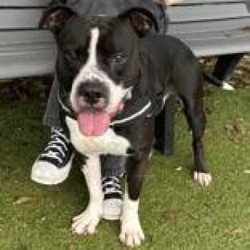 Gucci -  Pit Bull Terrier Dog for Adoption in Hilliard, Ohio - Gucci | PetCurious