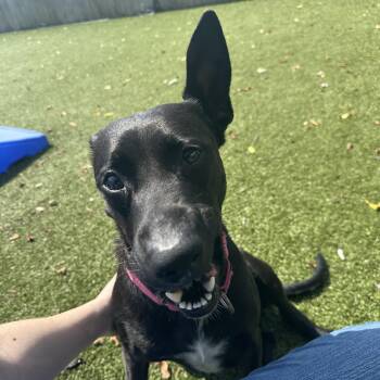 Bubbles -  German Shepherd Dog Dog for Adoption in Hilliard, Ohio - Bubbles | PetCurious